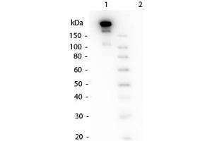 Western Blotting (WB) image for Mouse TrueBlot® ULTRA Anti-Mouse Ig HRP  (ABIN1589977)