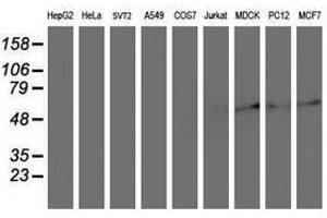 Image no. 2 for anti-Archain 1 (ARCN1) antibody (ABIN1497571) (ARCN1 抗体)