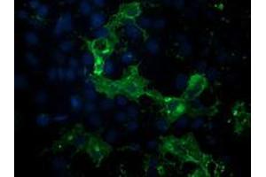 Anti-PDE2A mouse monoclonal antibody (ABIN2454149) immunofluorescent staining of COS7 cells transiently transfected by pCMV6-ENTRY PDE2A (RC207219). (PDE2A 抗体)