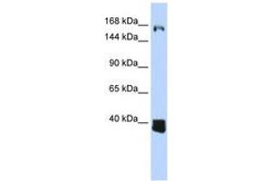 Image no. 1 for anti-Ligand Dependent Nuclear Receptor Corepressor (Lcor) (AA 1080-1129) antibody (ABIN6743824) (Lcor 抗体  (AA 1080-1129))