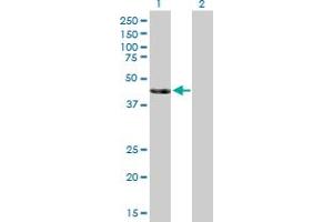 Western Blot analysis of SIRT7 expression in transfected 293T cell line by SIRT7 MaxPab polyclonal antibody. (SIRT7 抗体  (AA 1-400))