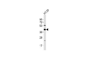 Anti-GNAI3 Antibody at 1:2000 dilution + HT-29 whole cell lysates Lysates/proteins at 20 μg per lane. (GNAI3 抗体  (AA 309-343))