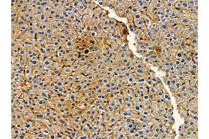 ABIN7095231 and ABIN7099288 at 1/100 staining mouse liver tissue by IHC-P.