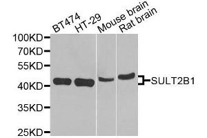 Western blot analysis of extracts of various cell lines, using SULT2B1 antibody. (SULT2B1 抗体  (AA 1-365))