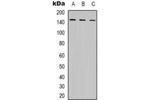 Western blot analysis of POLR3A expression in K562 (A), MCF7 (B), COS7 (C) whole cell lysates.