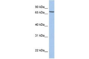 WB Suggested Anti-SLC20A1 Antibody Titration:  0. (SLC20A1 抗体  (C-Term))