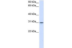 WB Suggested Anti-NPTN Antibody Titration:  0. (NPTN 抗体  (Middle Region))