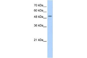 STK11 antibody used at 1. (LKB1 抗体  (N-Term))