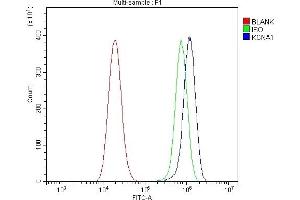 Flow Cytometry analysis of U20S cells using anti-KCNA1 antibody (ABIN7599441).