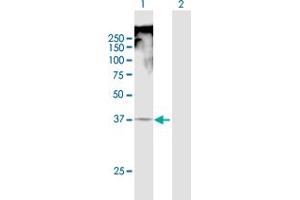 Western Blot analysis of TRAM1 expression in transfected 293T cell line by TRAM1 MaxPab polyclonal antibody. (TRAM1 抗体  (AA 1-374))