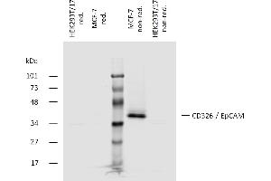 Western blotting analysis of human CD326 (EpCAM) using mouse monoclonal antibody 323/A3 on lysates of MCF-7 cell line and HEK293T/17 cell line (CD326 non-expressing cell line, negative control) under non-reducing and reducing conditions. (EpCAM 抗体)