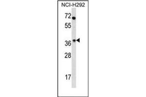 Western blot analysis of OR4N2 Antibody (N-term) in NCI-H292 cell line lysates (35ug/lane). (OR4N2 抗体  (N-Term))