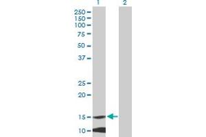 Western Blot analysis of MRPL42 expression in transfected 293T cell line by MRPL42 MaxPab polyclonal antibody. (MRPL42 抗体  (AA 1-142))