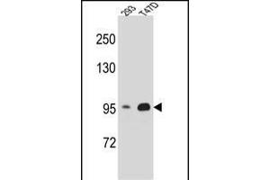 CTNNB1 Antibody (N-term) A western blot analysis in 293,T47D cell line lysates (35 μg/lane). (CTNNB1 抗体  (N-Term))
