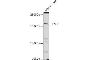 Western blot analysis of extracts of Mouse lung, using EMR1 antibody (ABIN3021857, ABIN3021858, ABIN3021859 and ABIN6216234) at 1:500 dilution. (F4/80 抗体  (AA 21-290))