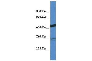 Western Blot showing Dgat2 antibody used at a concentration of 1. (DGAT2 抗体  (C-Term))