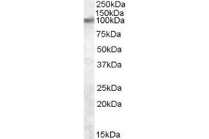 ABIN334519 (2 ug/ml) staining of Rat Brain lysate (35 ug protein in RIPA buffer).