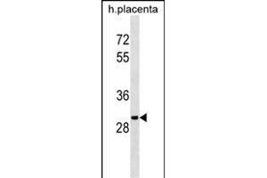 OR5B12 Antibody (C-term) (ABIN1536620 and ABIN2843880) western blot analysis in human placenta tissue lysates (35 μg/lane). (OR5B12 抗体  (C-Term))