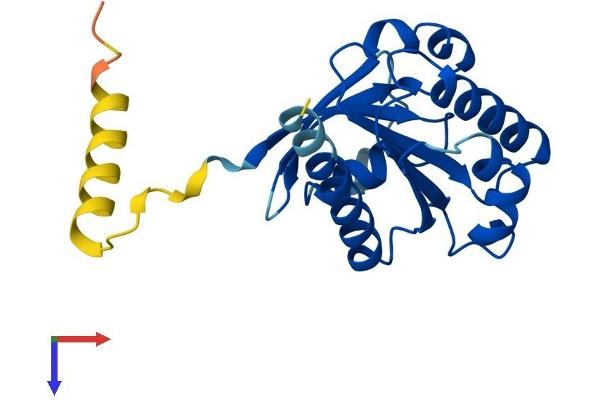ARL15 Protein (AA 1-204) (His tag)