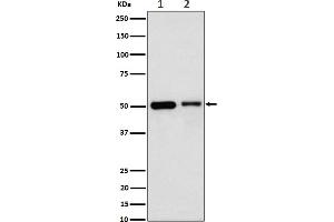 Western blot analysis of Annexin A7 expression in (1) Jurkat cell lysate, (2) Raw264.