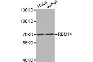 Western Blotting (WB) image for anti-RNA Binding Motif Protein 14 (RBM14) antibody (ABIN1874564) (RBM14 抗体)