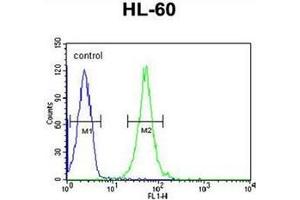 Flow cytometric analysis of HL-60 cells using RGR Antibody  (right histogram) compared to a negative control cell (left histogram). (RGR 抗体  (Middle Region))
