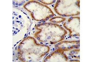 CUX1 antibody immunohistochemistry analysis in formalin fixed and paraffin embedded human kidney tissue. (CUX1 抗体  (AA 1347-1374))