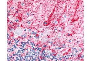 Immunohistochemistry (IHC) image for anti-Solute Carrier Family 1 (Glial High Affinity Glutamate Transporter), Member 3 (SLC1A3) (Cytoplasmic Domain) antibody (ABIN1049331)
