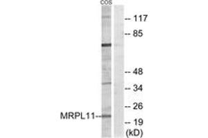 Western Blotting (WB) image for anti-Mitochondrial Ribosomal Protein L11 (MRPL11) (AA 21-70) antibody (ABIN2890046) (MRPL11 抗体  (AA 21-70))