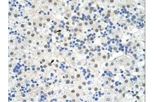 Image no. 1 for anti-NOBOX Oogenesis Homeobox (NOBOX) (AA 37-86) antibody (ABIN6736252) (NOBOX 抗体  (AA 37-86))