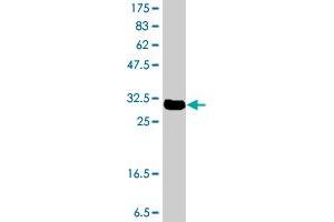 Western Blot detection against Immunogen (32. (KLF2 抗体  (AA 1-56))