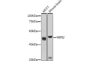 Western blot analysis of extracts of various cell lines, using WIPI2 antibody (ABIN6133278, ABIN6150223, ABIN6150225 and ABIN6223441) at 1:1000 dilution. (WIPI2 抗体  (AA 187-436))