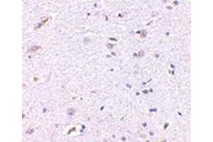 Immunohistochemistry of Syntaphilin in human brain with this product at 5 μg/ml. (Syntaphilin 抗体  (N-Term))