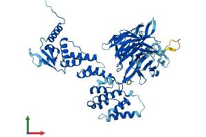 Protein Structure (PS) image for Calicin (CCIN) (AA 1-588) protein (His tag) (ABIN7552865)