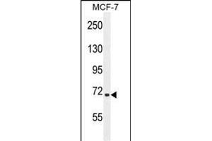 SEL1L Antibody (Center) (ABIN654642 and ABIN2844339) western blot analysis in MCF-7 cell line lysates (35 μg/lane). (SEL1L 抗体  (AA 156-182))