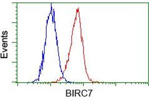 Image no. 4 for anti-Baculoviral IAP Repeat-Containing 7 (BIRC7) antibody (ABIN1499181) (BIRC7 抗体)