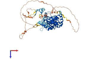 PAK3 Protein (PAK3) (AA 1-559) (His tag)