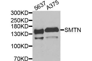 Western blot analysis of extracts of 5637 and A375 cells, using SMTN antibody. (Smoothelin 抗体)