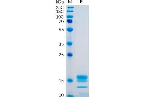 SDS-PAGE (SDS) image for Tumor Necrosis Factor (Ligand) Superfamily, Member 18 (TNFSF18) (AA 50-177) protein (His tag) (ABIN6961163)