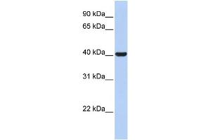 WB Suggested Anti-HSD3B1 Antibody Titration: 0.