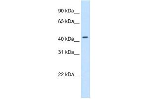 WB Suggested Anti-SNAPC1 Antibody Titration:  1. (SNAPC1 抗体  (C-Term))
