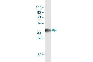 Western Blot detection against Immunogen (35. (ZFP14 抗体  (AA 70-161))