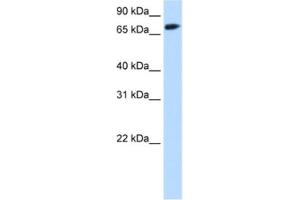 Western Blotting (WB) image for anti-Forkhead Box O1 (FOXO1) antibody (ABIN2463785) (FOXO1 抗体)