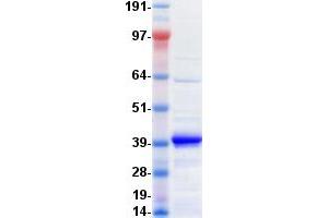 Validation with Western Blot (CXCL11 Protein (Fc Tag))