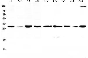Western blot analysis of 14-3-3 sigma  using anti-14-3-3 sigma  antibody . (14-3-3 sigma/SFN 抗体  (AA 1-248))