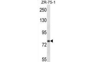 Western Blotting (WB) image for anti-Single-Minded Homolog 1 (SIM1) antibody (ABIN2997049) (SIM1 抗体)
