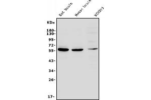 Western blot analysis of RNF8 using anti-RNF8 antibody (ABIN7601200).