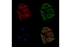 ABIN6256758 and ABIN6267373 staining HepG2 cells(30 min of 4uM Forskolin treatment) by IF/ICC. (Src 抗体  (pTyr530))