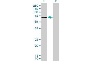 Western Blot analysis of CNDP1 expression in transfected 293T cell line by CNDP1 MaxPab polyclonal antibody. (CNDP1 抗体  (AA 1-507))