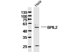 Hela lysates probed with BPIL2 Polyclonal Antibody, Unconjugated  at 1:300 dilution and 4˚C overnight incubation. (BPIFC 抗体  (AA 131-230))